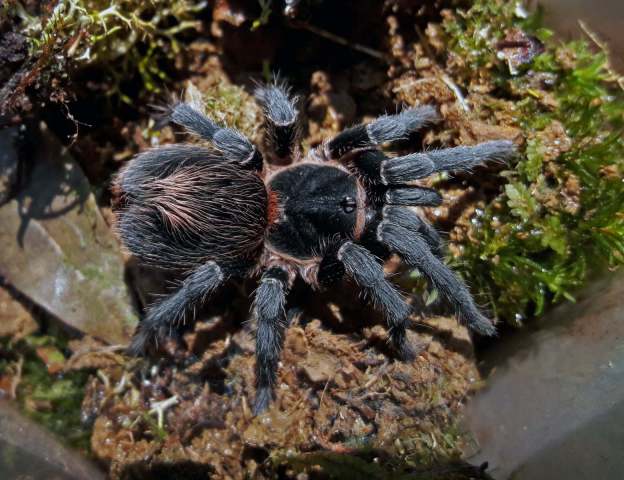 Homoeomma montanum, female, State of Rio de Janeiro, Brazil. (Photo - V. Ghirotto)