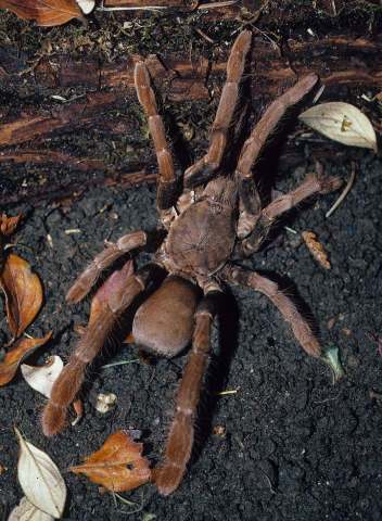 Hysterocrates apostolicus Pocock 1900, female, Sao Tome Island, West Africa