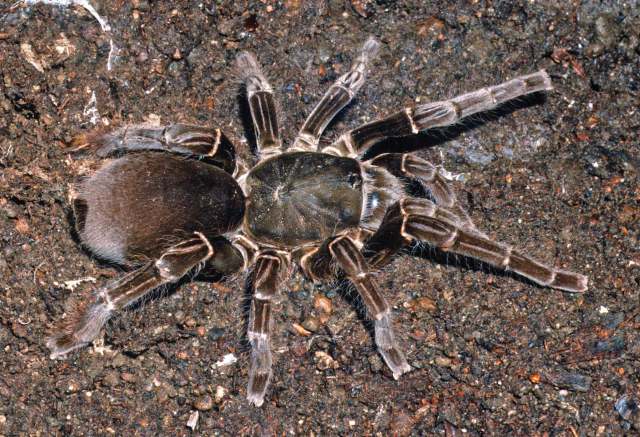 Hysterocrates cf hercules Pocock, 1900, female, NE. Nigeria