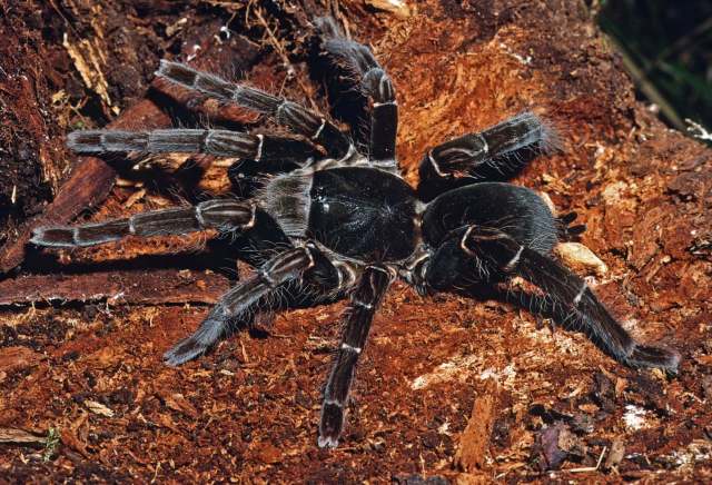 Hysterocrates cf laticeps Pocock, 1897, female, Cameroon, West Africa