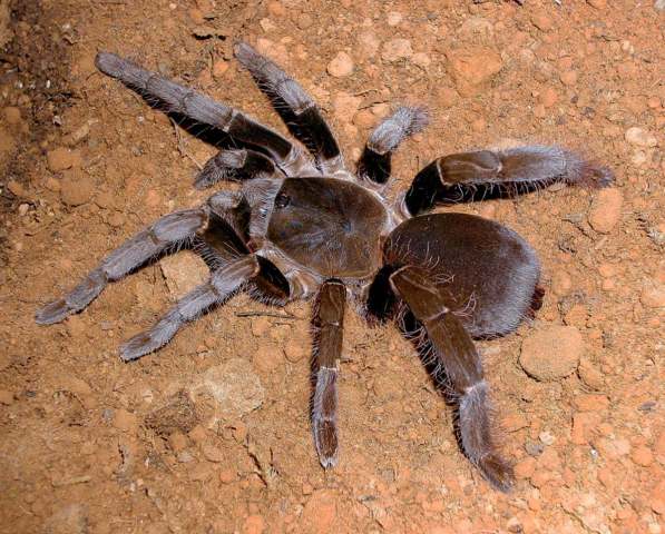 Hysterocrates crassipes Pocock 1897, female, Bangangte, Cameroon