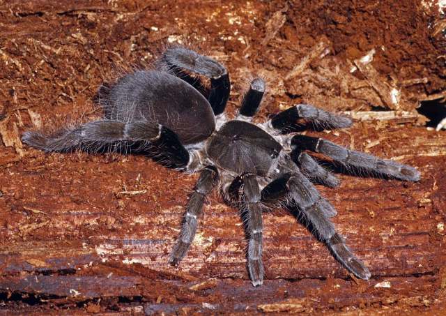 Hysterocrates ederi Charpentier, 1995, female, Bioko Island, West Africa