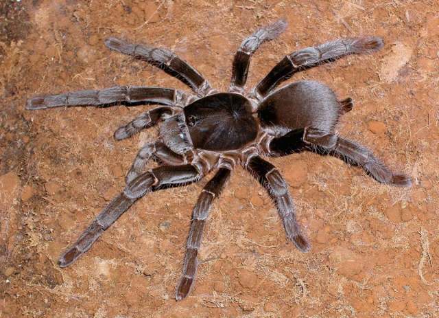 Hysterocrates gigas Pocock, 1897, female, Bafut, Cameroon, West Africa
