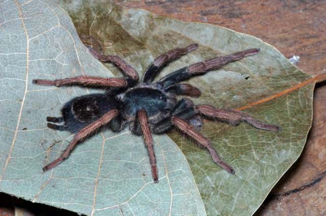 Kochiana brunnipes (C. L. Koch, 1841), male, Brazil. (Photo - R. Bertani)