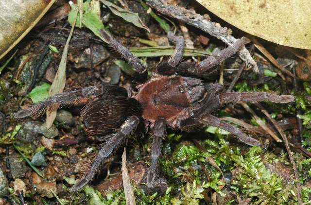 Lasiodora carinata (Valerio, 1980), female, Osa Peninsula, Costa Rica. (Photo - T. Mason)