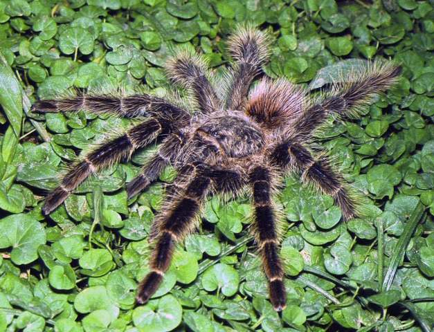 Lasiodora klugi (C. L. Koch, 1841), female, Brazil. (Photo - I. Sazima)