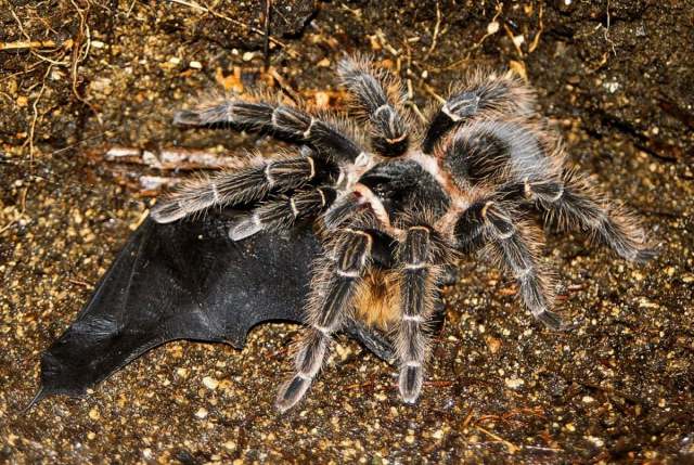 Lasiodora parahybana Mello-Leitao 1917, female, eating a bat, ne. Brazil