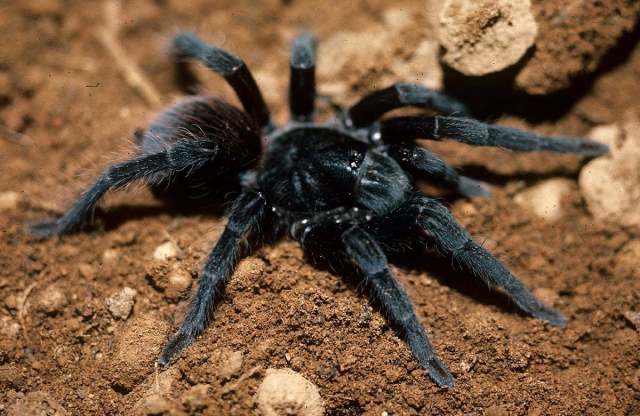 Lasiodora puriscal (Valerio 1980), female, Costa Rica
