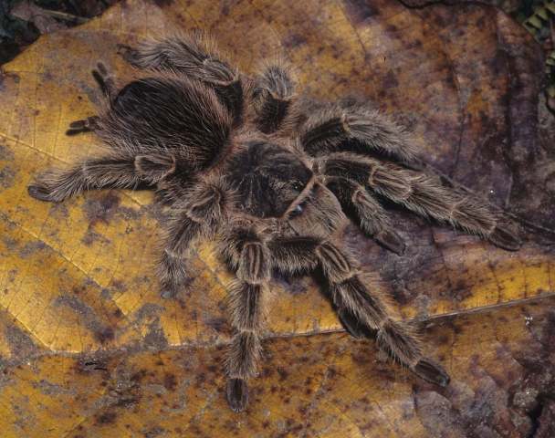 Lasiodora subcanens Mello-Leit∆o, 1921, female, Brazil