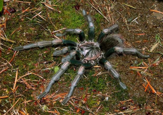 Lasiodorides polycuspulatus Schmidt & Bischoff 1997, male, Peru