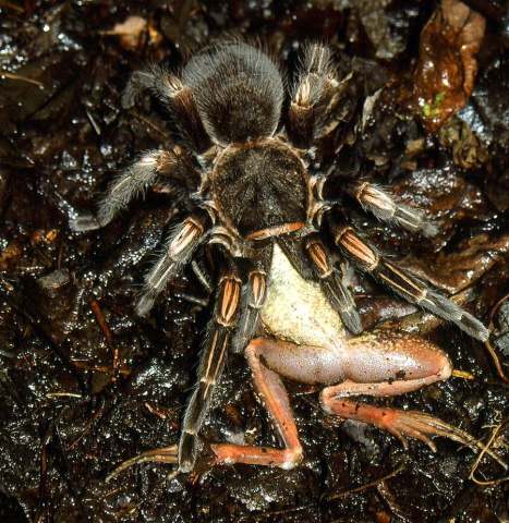 Lasiodorides striatus (Schmidt & Antonelli 1996), female, eating a frog, Peru