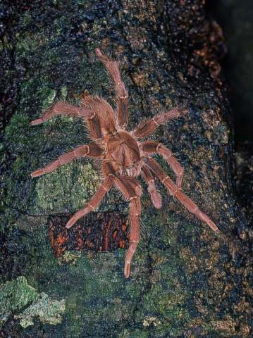 Loxomphalia cf rubida (Simon, 1889), male, Tanzania, East Africa. (Photo - P. Freed)
