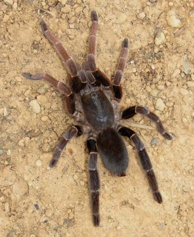 Lyrognathus achilles West & Nunn 2010, female, Borneo, Rick C. West-gigapixel-standard-scale-2_00x-DeNoiseAI-standard