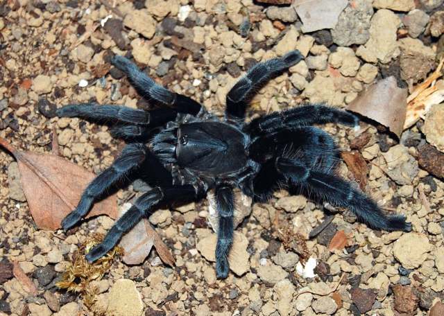 Lyrognathus crotalus Pocock, 1895, female (regenerated right rear leg, post-molt), Assam, India, (Photo - J-M. Verdez & F. Cleton)