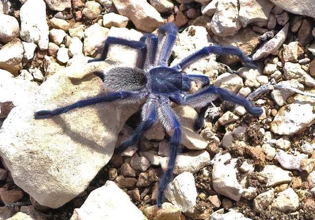 Monocentropus balfouri Pocock, 1897, male 'in situ', Socotra Island, Yemen. (Photo - P. Hanacek)