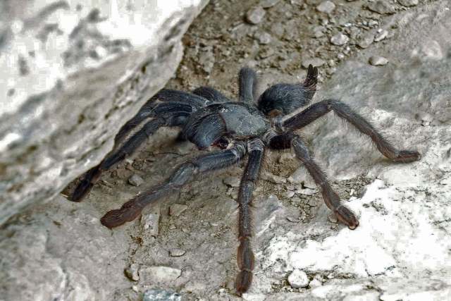 Monocentropus cf longimanus Pocock, 1903, female, sw. Sultanate of Oman. (Photo - M. Brigitte)