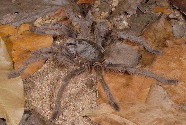 Monocentropus lambertoni Fage, 1922, female 'in situ', ne. Madagascar. (Photo - O. Pronk)