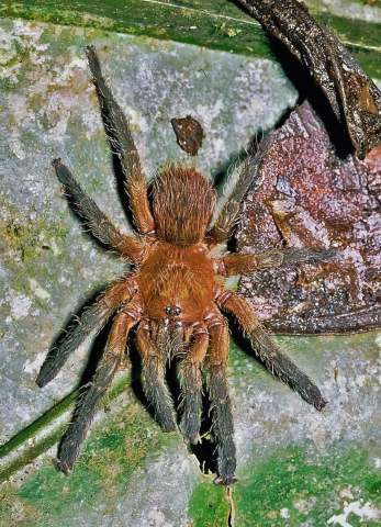 Neischnocolus yupanquii (Perez-Miles et al., 2008), female, Loreto, Peru, (Photo - S. Kirkpatrick)
