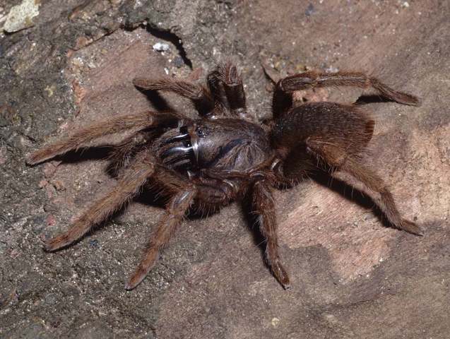 Neoheterophrictus bhori Gravely, 1915, female, sw. India