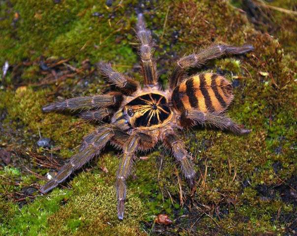 Neoholothele fasciaaurinigra Guadanucci & Weinmann, 2015, female,  Colombia. (Photo - E. Ythier)