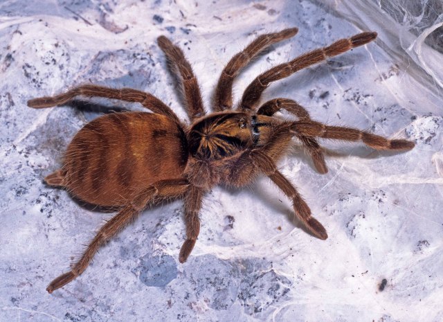 Neoholothele incei (F. O. P. Cambridge, 1898), female, Trinidad Island, West Indies