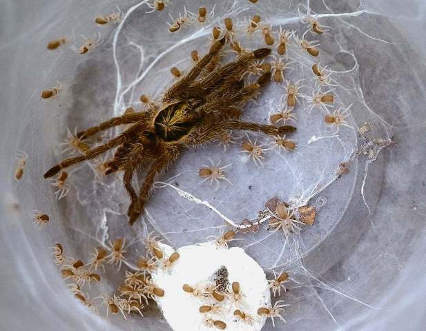 Neoholothele incei (F. O. P.-Cambridge 1898), female with emerged young from the eggsac, Trinidad Island, West Indies