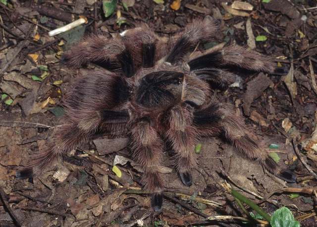 Nhandu tripepii (Dresco, 1984), female [dark morphotype], Brazil
