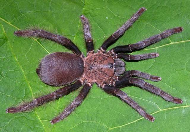Orphnaecus cf pellitus Simon, 1892, female, Sorsogon Province, Luzon Island, Philippines