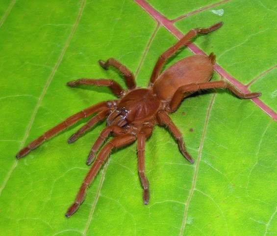Orphnaecus cf philippinus (Schmidt, 1999), female, Romblon Island, Philippines