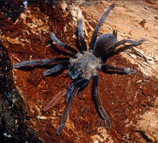 Orphnaecus dichromatus Schmidt & von Wirth, 1991, female, New Guinea