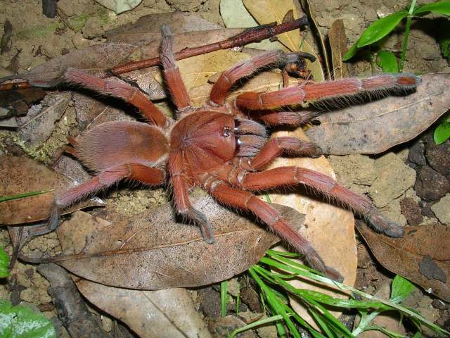 Orphnaecus philippinus (Schmidt, 1999), female, Negros Island, Philippines. (Photo - F. Cleton)