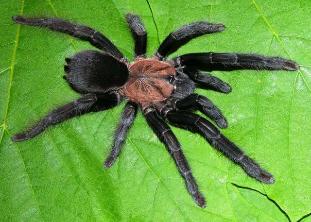 Orphnaecus sp.1, female, Negros Island, Philippines