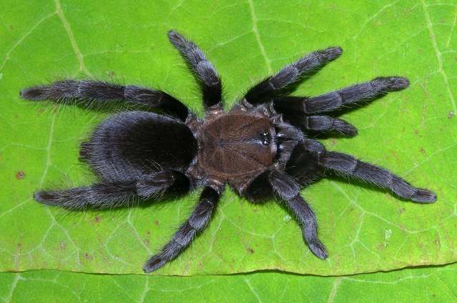 Orphnaecus sp.2, female, Mindanao Island, Philippines