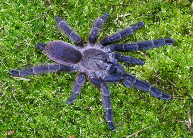Orphnaecus sp.3, female (post-molt, arboreal), Palawan island, Philippines
