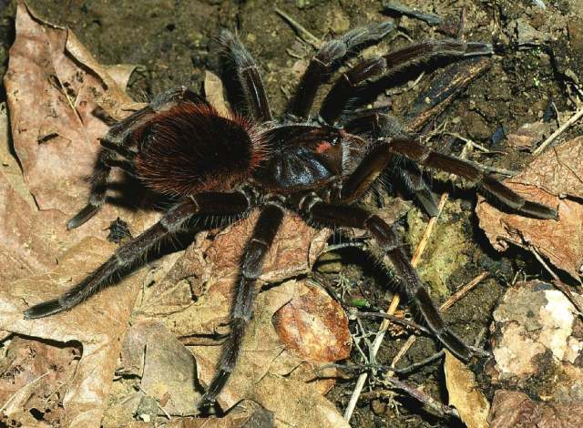 Pamphobeteus cf vespertinus (Simon, 1889), female, se. Ecuador & ne. Peru