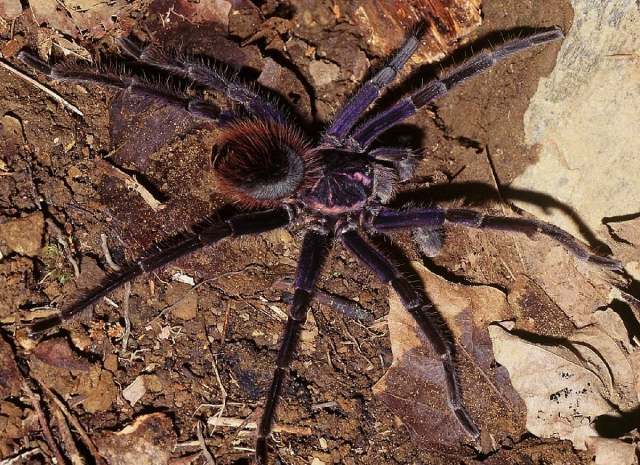 Pamphobeteus cf vespertinus (Simon, 1889), male, se. Ecuador & ne. Peru