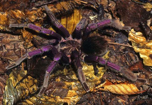Pamphobeteus grandis Bertani, Fukushima & Silva 2008, male, Brazil