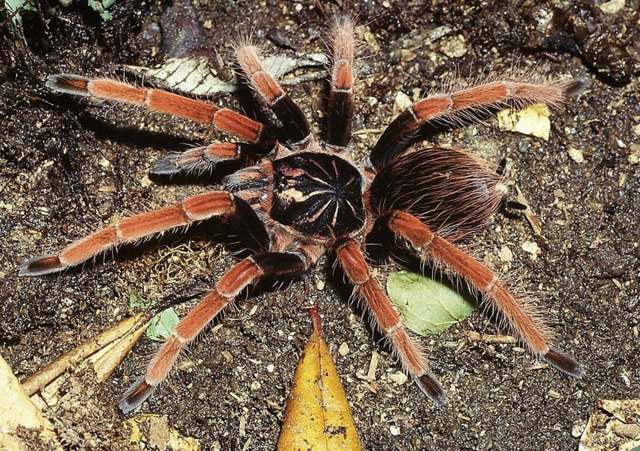 Pamphobeteus sp., female, Colombia