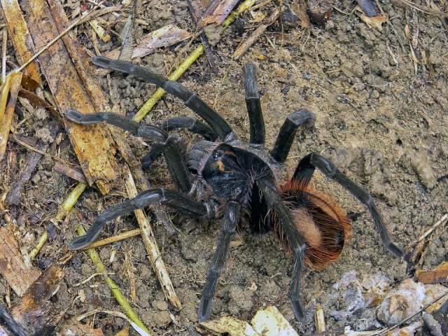 Pamphobeteus sp., female, n. Loreto, Peru. (Photo - B. Lamar)
