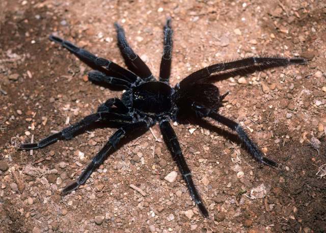 Pamphobeteus sp., male, Cuenca, Ecuador