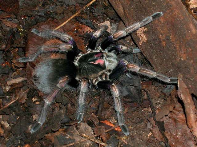 Pamphobeteus ultramarinus Schmidt, 1995, female (post-molt), Ecuador