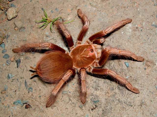Pamphobeteus ultramarinus Schmidt, 1995, female (pre-molt), Ecuador