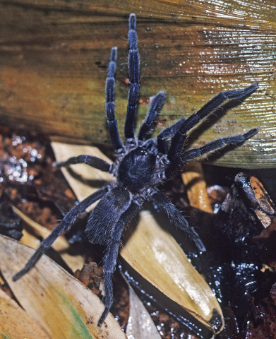 Phlogiellus atriceps Pocock 1897, male, Bogor, Java, Indonesia.