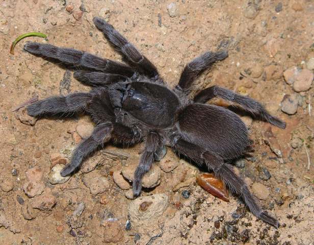Phlogiellus baeri (Simon 1877), female, Luzon Island, Philippines.