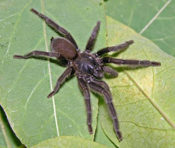 Phlogiellus baeri (Simon, 1877), male, Antipolo City, Luzon Island, Philippines