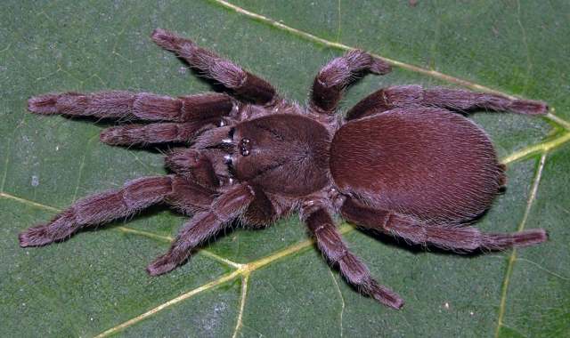 Phlogiellus bogadeki Nunn, West & von Wirth, 2016, female, Sha Tin Village, Hong Kong, China
