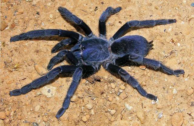Phlogiellus johnreylazoi Nunn, West & von Wirth, 2016, female, Palawan Island, Philippines
