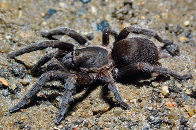 Phlogiellus longipalpus Chomphuphuang, Smith, Wongvilas, Sivayyapram, Songsangchote & Warrit, 2017, female, Lampang Province, n. Thailand. (Photo - K. Hongpadharakiree)