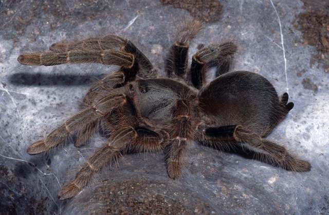 Phoneyusa rutilata (Simon 1907), female [post-molt], Mali