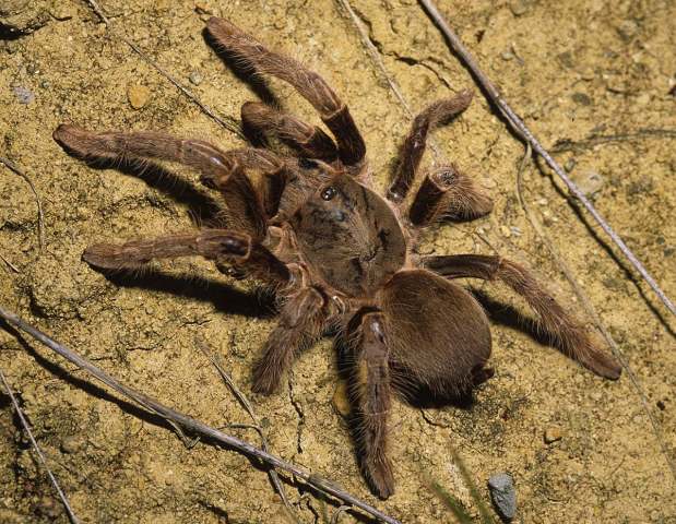 Phoneyusa rutilata (Simon 1907), female [pre-molt], Mali